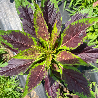 Efo Shoko (Celosia Greens)