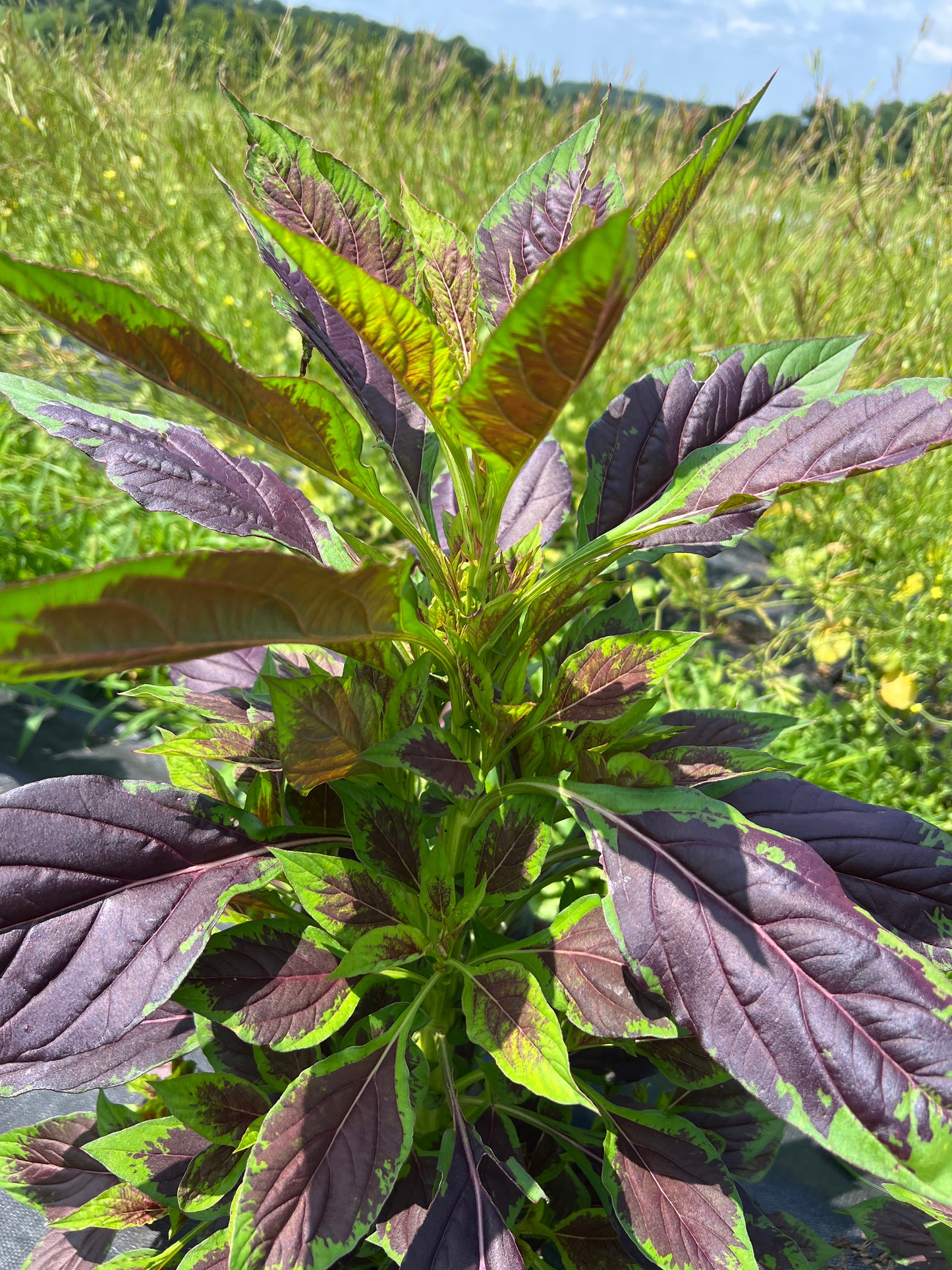 Efo Shoko (Celosia Greens)