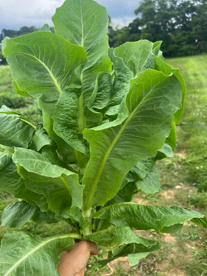 Balady Aswan Egyptian Stem Lettuce