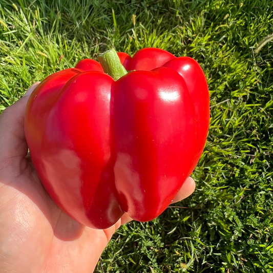 Bullnose Pepper