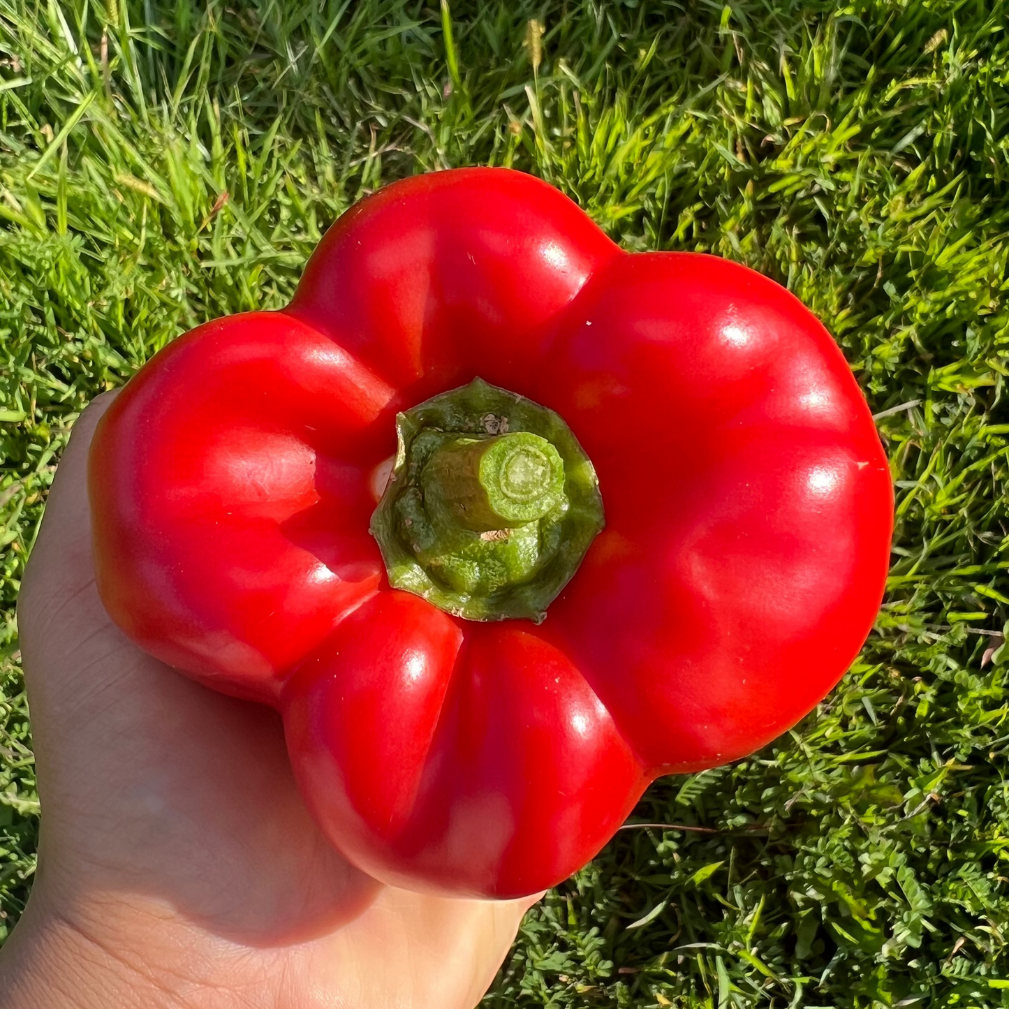 Bullnose Pepper