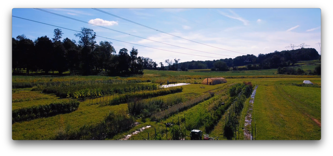 drone footage of the Sistah Seeds farm