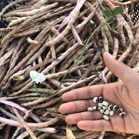 Ezelle Family Fish Eye Pea