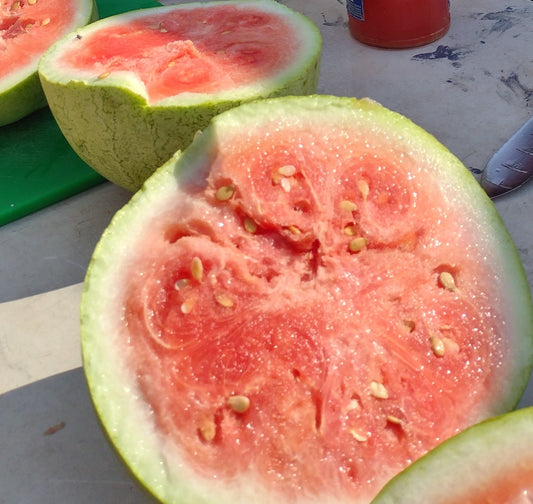Large White Watermelon