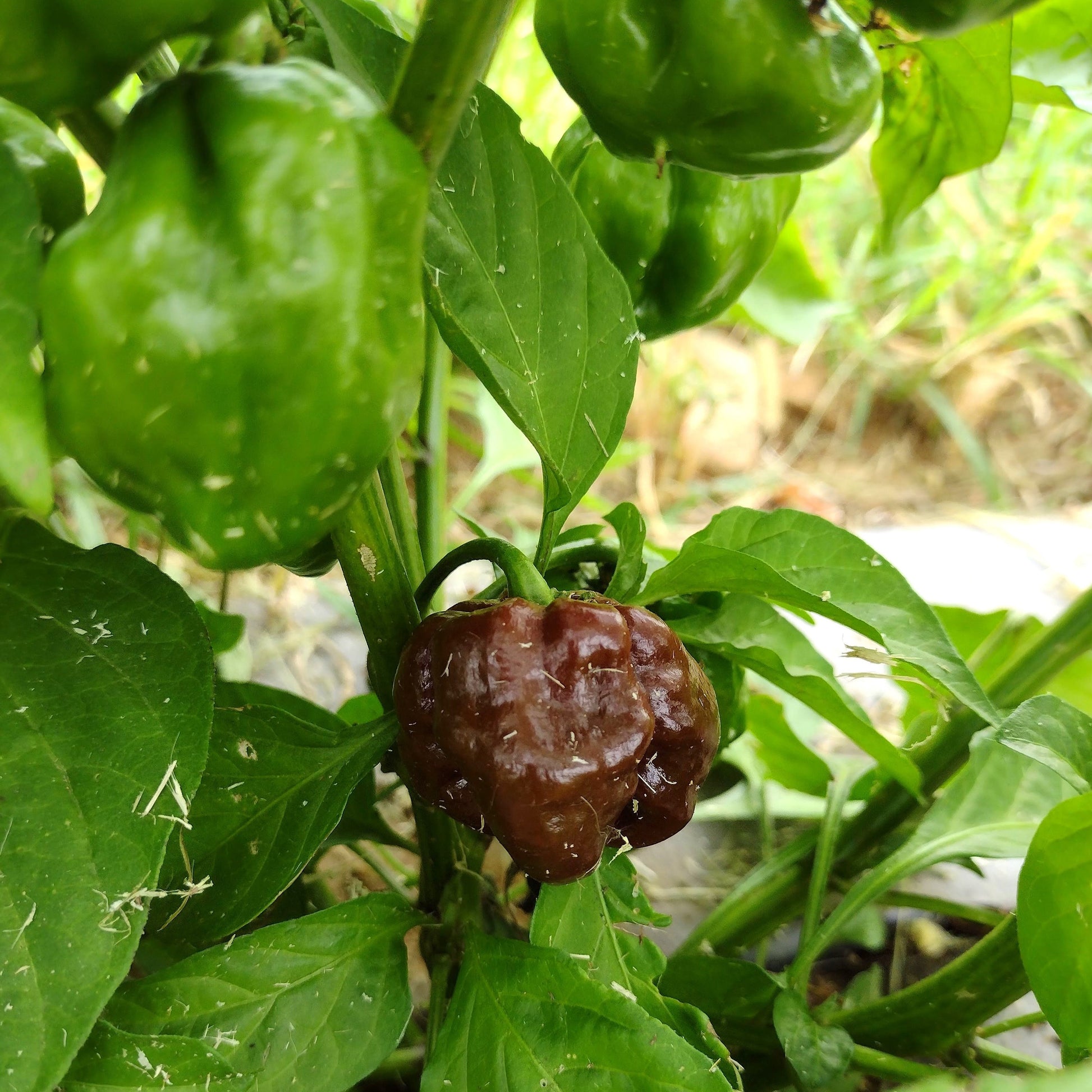 plant scotch bonnet pepper seeds Chocolate Scotch Bonnet Pepper – Sistah Seeds