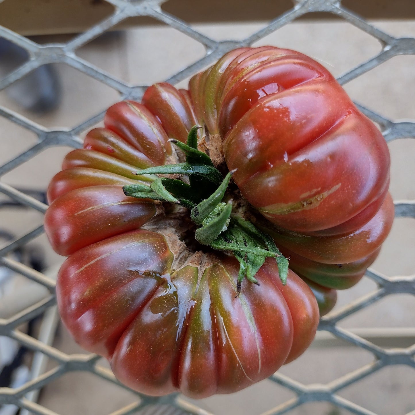 Purple Calabash Tomato